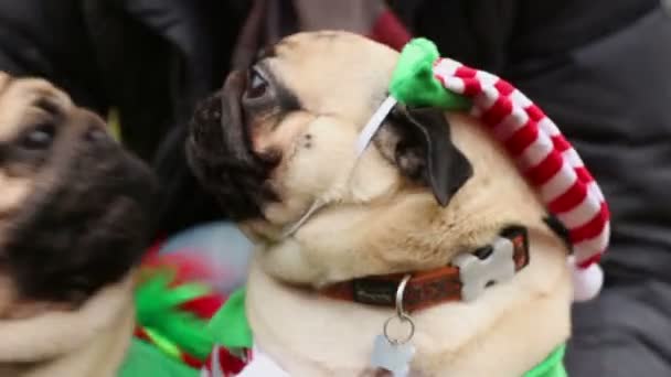 Sweet pugs wearing funny Christmas suits looking up, posing to photographer — Stock Video