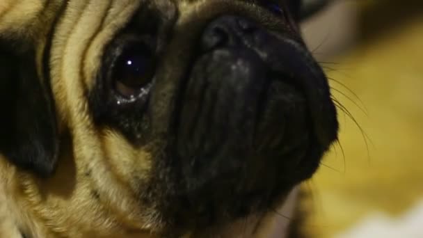 Fechar-se de pug infeliz cansado de flashes de câmera no show do cão, abuso animal áspero — Vídeo de Stock