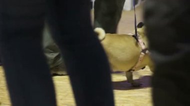 İnsanlar pugs tasmalar, hayvan yetiştiricileri, kulübün toplama köpek göstermek
