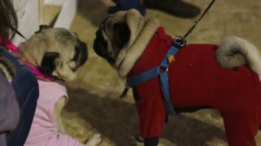 Pugs şirin kat ve birbirlerini tanımak için koklama aksesuarları