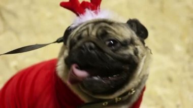 Komik köpek giyim ve Aksesuar Show'da giyen güzel boksör, sadık bak
