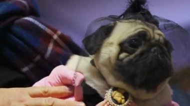 Şirin holding sahibi giyiyor kıyafet ve aksesuarları, evde beslenen hayvan gösteri köpek yavrusu köpek pug