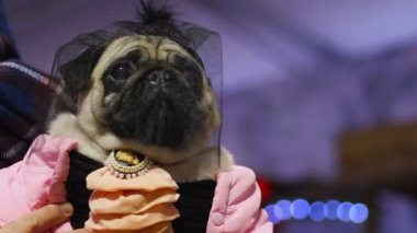 Fotoğrafçılara poz peçe Aksesuar ve sofistike elbise giyen kadın pug