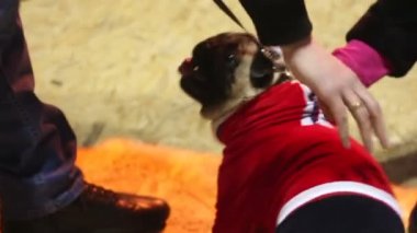 Yavaşça, güzel pug dokunmadan el hayvan, bakımı için köpekleri seviyorum