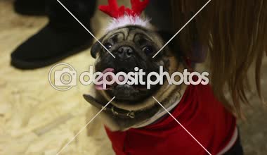 Festival giyinen, köpek gösterisi köpek moda gösteren şirin pug