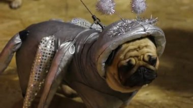 Şirin pug köpek Show'da fotoğrafçılar poz fantastik gümüş kostüm giyen