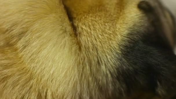 Köpeğin kalın kısa saç closeup, bakım ürünler hayvanlar için hayvan hastalıklarıyla ilgili kaygı — Stok video