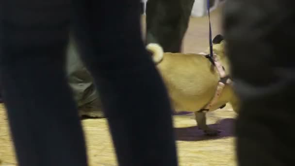 Treffen von Menschen, die Möpse an der Leine führen, Verein der Tierzüchter, Hundeausstellung — Stockvideo