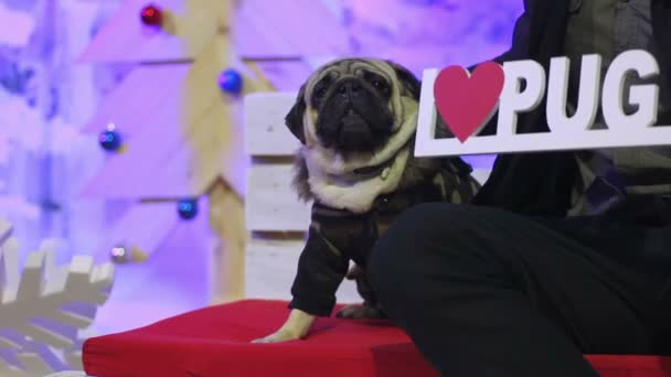 Man en hond poseren voor de fotograaf met I love pug teken, genieten van club partij — Stockvideo