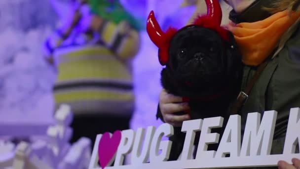 Adorável pug vestindo acessórios festivos engraçados, mulher posando para foto com animal de estimação — Vídeo de Stock