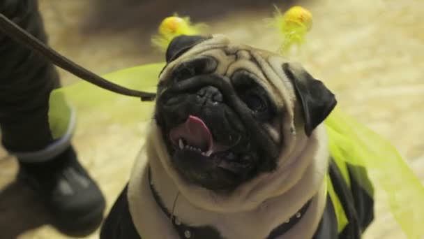 Komik kostüm ve aksesuarlar ufaklikla, hayvanlar için aşk iskambil pug — Stok video
