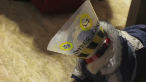 Beteg mopszli visel kisállat kúp, orvosi kezelés után, óvatosan szagú a többi kutya — Stock videók