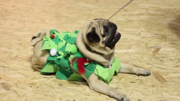 Lindo pug usando traje festivo creativo obedeciendo las órdenes del propietario, comiendo golosinas — Vídeos de Stock