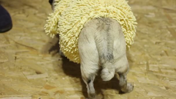 Curious pugs nosí legrační obleky čichání navzájem, kreativní psí móda — Stock video