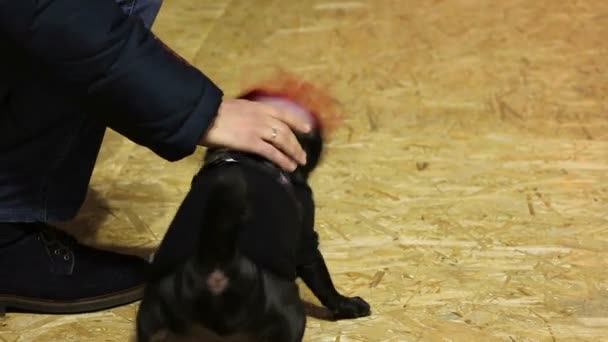 Carino cucciolo di carlino nero scuotendo la testa, cagnolino indossando accessori canini bello — Video Stock