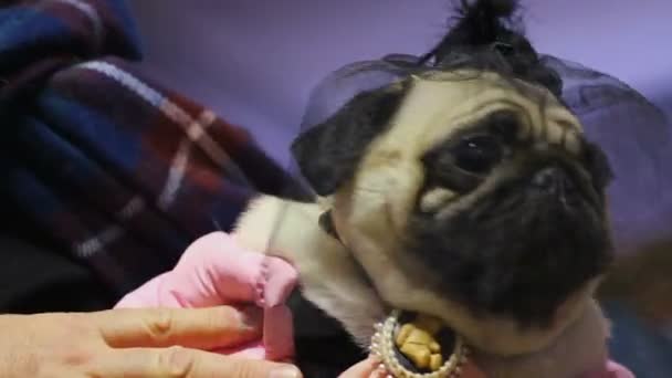 Hond pug eigenaar bezit de schattig puppy dragen gekostumeerd en toebehoren, huisdier Toon — Stockvideo