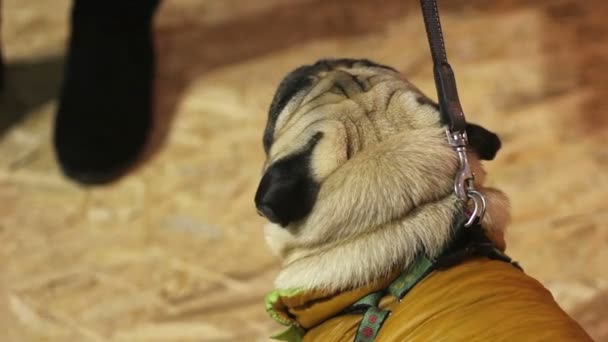 Педрі собака в теплій шубці, приємний мопс, що йде на повідку, вірна тварина — стокове відео