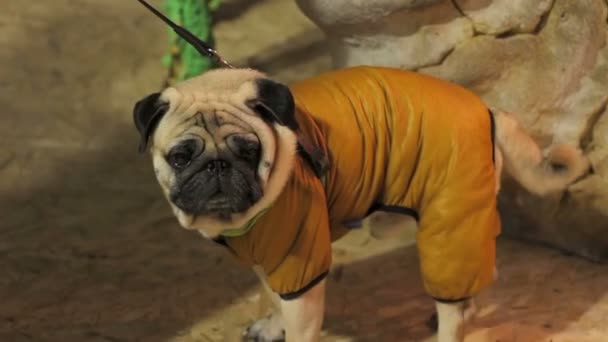 Pug vestido a la moda caminando con correa, mirando al maestro con ojos fieles — Vídeos de Stock