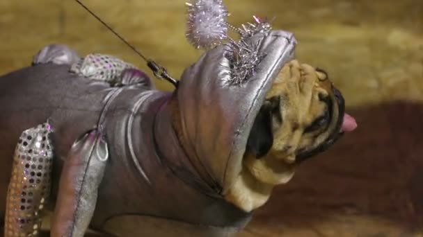 Carlin drôle démontrant costume d'argent créatif de créature cosmique au salon canin — Video