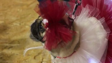 Şık Tesettür elbise ve aksesuarlar Show'da gösteren dişi pug dokunmadan