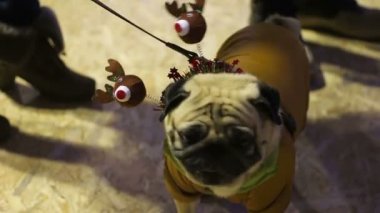 Pug köpek moda butik partide güzel Noel kostüm gösteren fawn