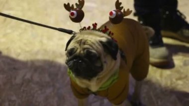 Parti sahibi ile kaldıkları parlak Noel aksesuarlar giyen sevimli pug