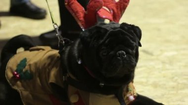 Siyah boksör Noel aksesuarlar, sadık köpek giyen sevimli kırışık yüz