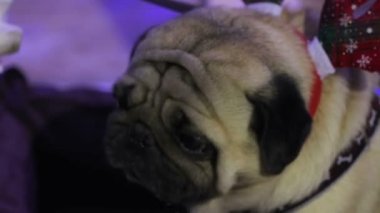Lezzetli köpek yemek yeme, neyse ki davranır sahibinin elinden alarak aç pug