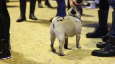 Komik pug sahibi, lezzetli köpek yemek, sadık hayvan istemekten etrafında atlama