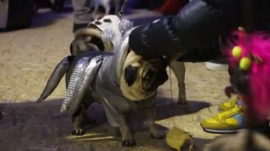 Pug parti atmosferi, komik yaratıcı köpeklerde uygun kira kontratı dolaşan