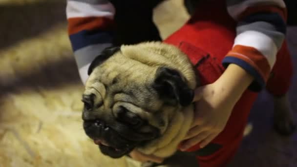 Niño abrazo agradable pug, posando a fotógrafo en exposición de perros, el amor por los animales — Vídeos de Stock