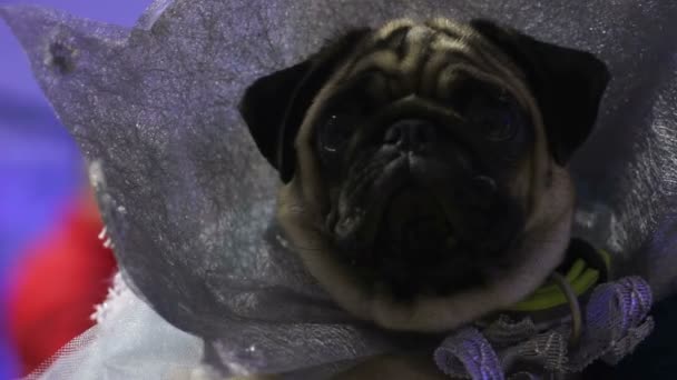 Amazing funny pug demonstrating sophisticated handmade costume at dog show — Stock Video