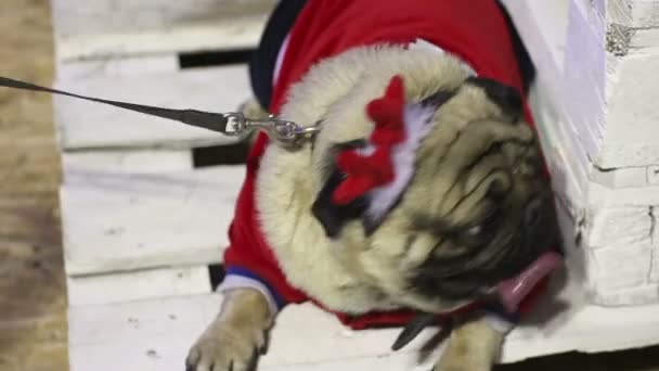 Scared pug in festive Christmas costume looking around, tired of camera flashes — Stock Video