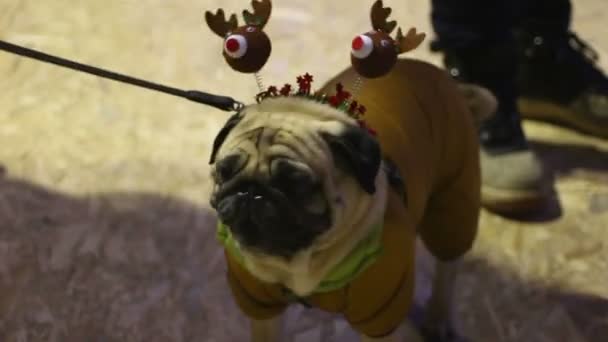Niedlicher Mops mit funkelnden Weihnachts-Accessoires auf Party mit Besitzerin — Stockvideo