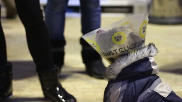 Pug inteligente con cuello elizabethan hacer trucos para conseguir comida de maestro — Vídeos de Stock