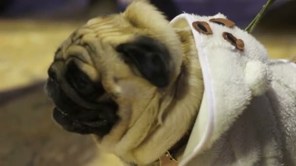 Üstünde kira kontratı, köpek doğurmak yürüyüş sevimli sıcak palto giyiyor açık kahverengi pug kırışık yüzü — Stok video