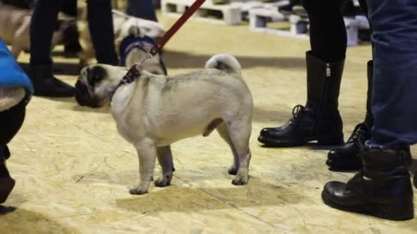 Zebranie właścicieli pug spacery psy na smyczy, zwierzęta wąchania wzajemnie — Wideo stockowe