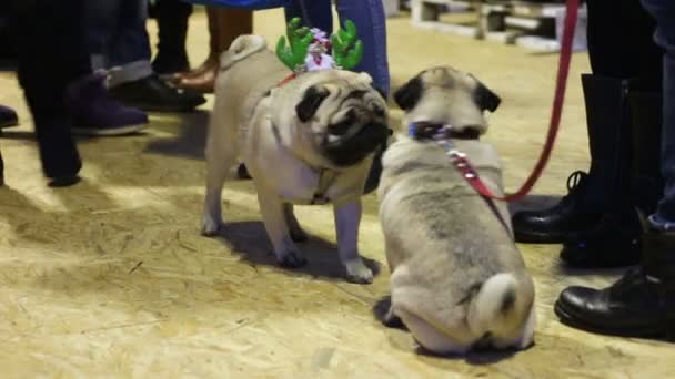 Dois pugs masculinos a farejar-se uns aos outros, muitas pessoas na festa dos donos de cães — Vídeo de Stock