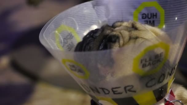 Pug con cono de mascota en espera de examen y tratamiento en la clínica veterinaria — Vídeo de stock