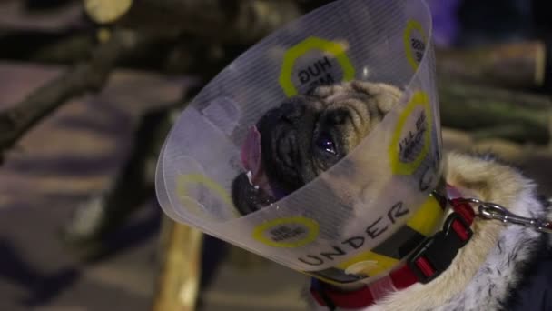 Perro enfermo, enfermo y cansado respirando pesadamente, perro infeliz usando cono de mascota — Vídeo de stock