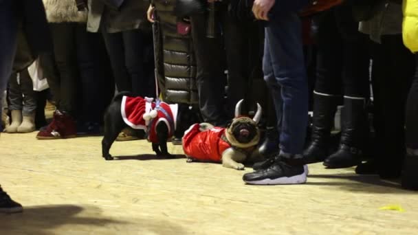 Ładny Mopsy, wykazując uroczysty Odzież psów Dog show, zmęczony zwierząt — Wideo stockowe
