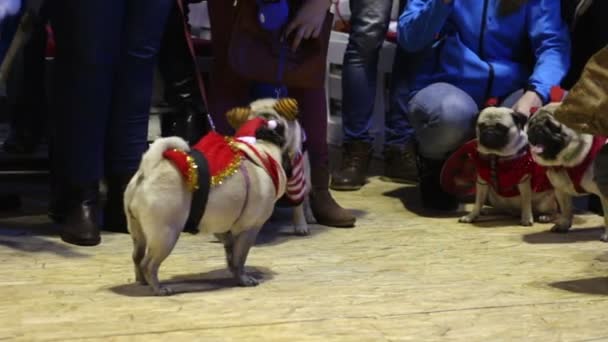 Group of pugs on leashes wearing festive costumes playing at Christmas party — Stock Video