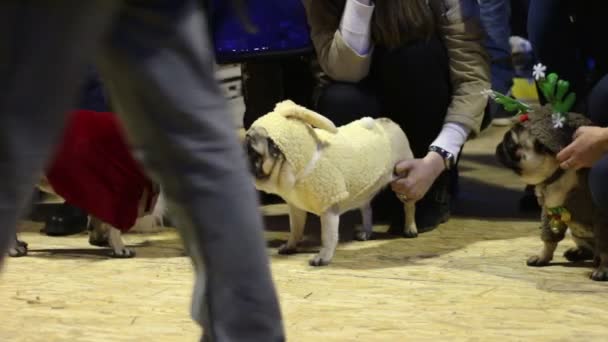 Kutya tulajdonosok büszkélkedő állataik kreatív kutyaféle jelmezek viselt mopszli show