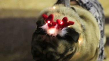 Yorgun ve susuz açık kahverengi pug köpek gösterisi nefes süslü aksesuarları