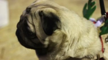 Sinirli davranıyor, etrafa köpek yavrusu korkuyor, köpek vurguladı güzel kırışık pug