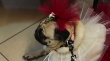 Komik açık kahverengi pug köpek giyim kıyafet ve aksesuarları, köpeğin moda,