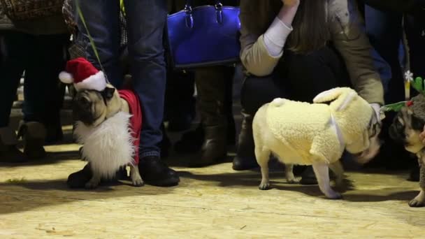 Kind women petting cute pugs tired after performance in costumes at dog show — Stock Video