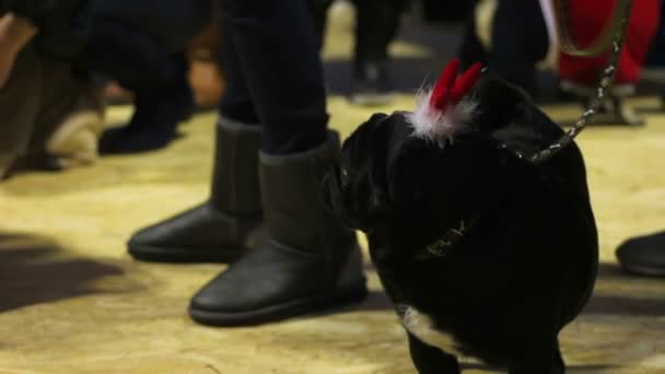 Fotós fotózni az aranyos pugs kiállításon professzionális kamerával — Stock videók