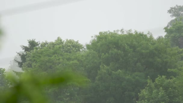 Bela vista em árvores verdes frescas, dia chuvoso na floresta, clima quente de verão — Vídeo de Stock