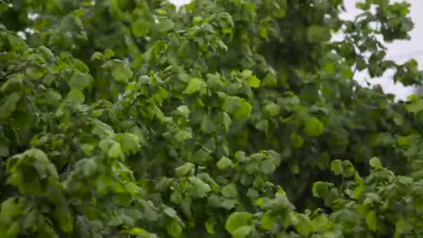 Raffiche di vento forte che scuotono rami d'albero, tempesta di pioggia, cambiamenti climatici globali — Video Stock